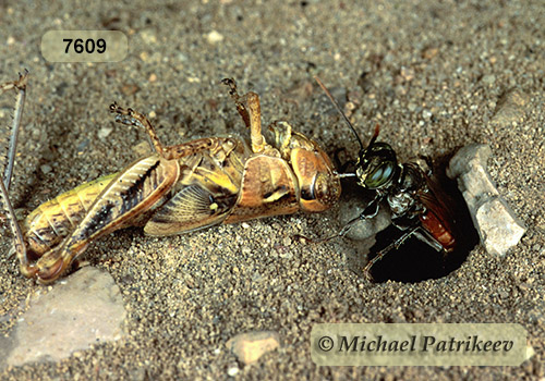 Antenna-waving Wasp (Tachysphex pechumani)